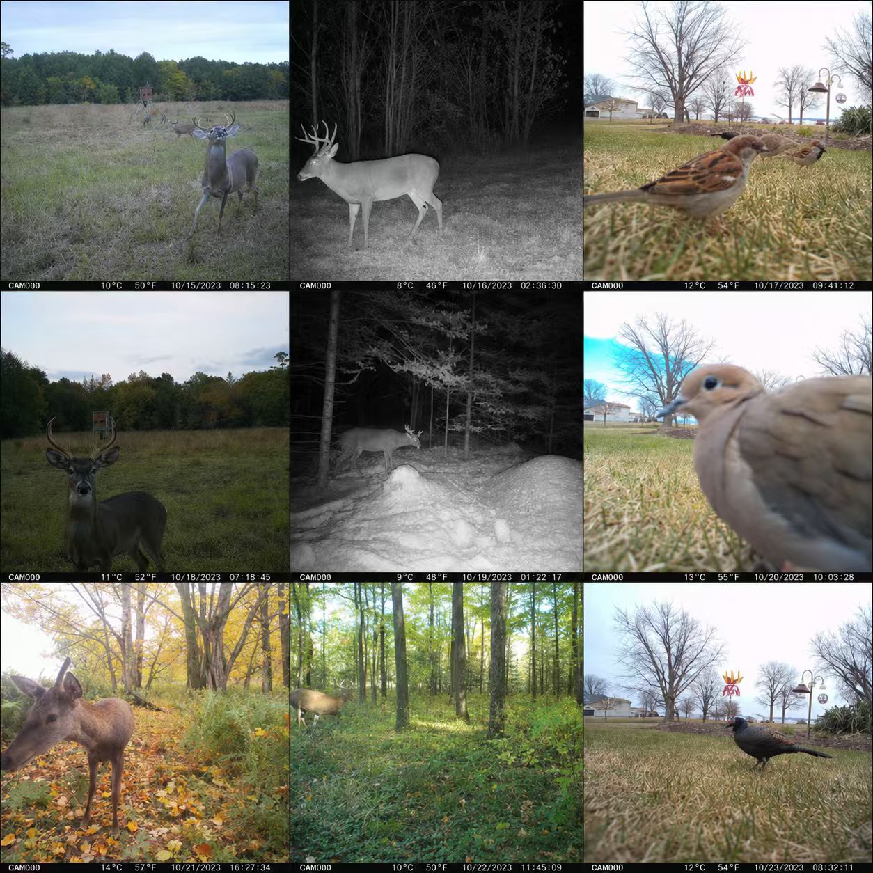 كاميرا تعقب الحياة البرية تعمل - مراجعة Outdoor Hunting Video Camera وسعره
